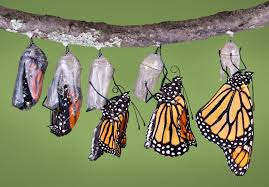 The Butterfly's Struggle